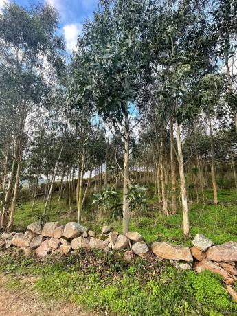 Terreno en Cobadiña, 3