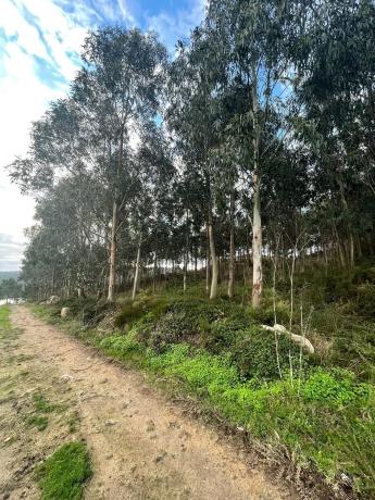 Terreno en Cobadiña, 3