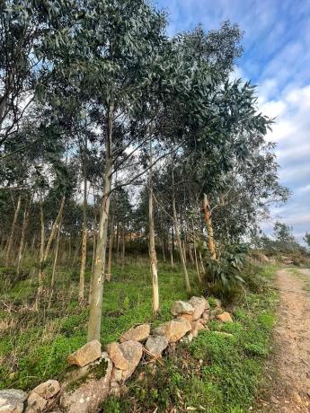 Terreno en Cobadiña, 3