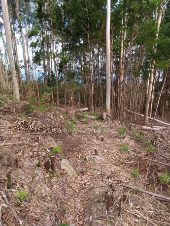 Terreno en calle Lira, 14