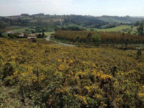 Terreno en Urbanización o Castelo s/n CalleMagnolio