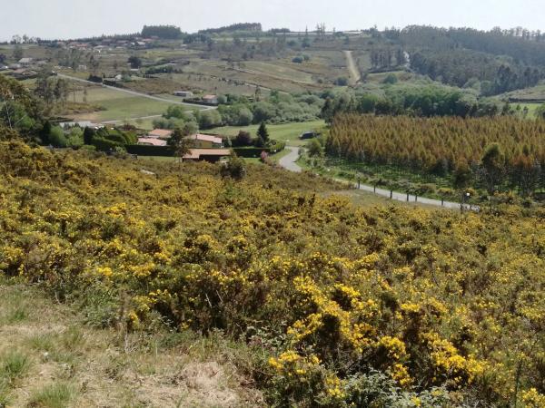 Terreno en Urbanización o Castelo s/n CalleMagnolio