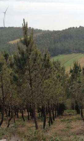 Terreno en Pedras Negras, 19 polgono