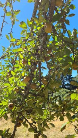 Terreno en Santa María de Añá s/n