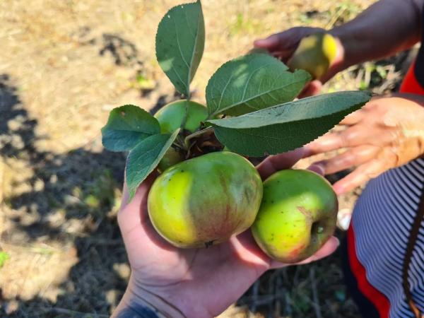 Terreno en Santa María de Añá s/n
