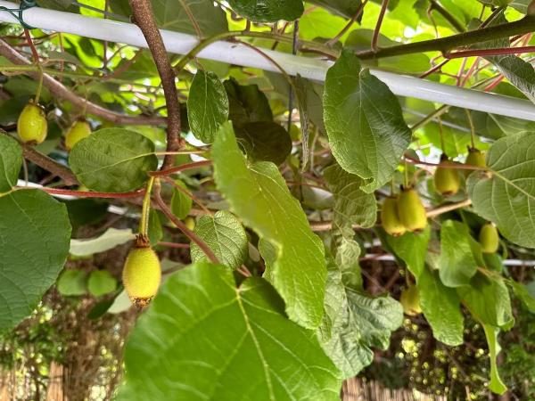 Terreno en Lugar a Ponte de Trasanquelos s/n