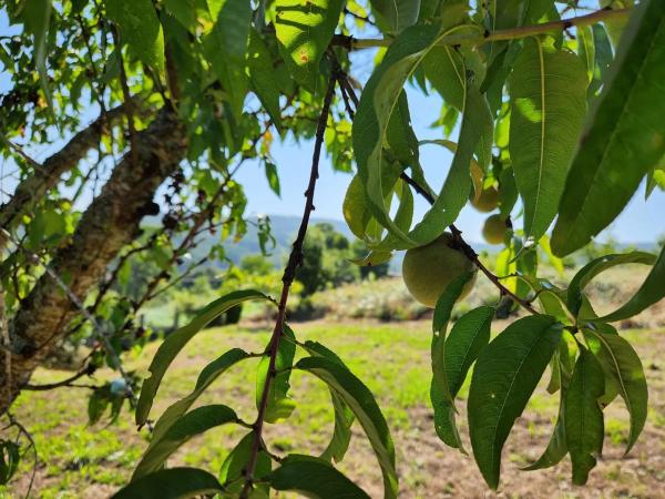 Terreno en Burricios s/n