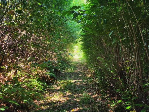 Terreno en Trasanquelos s/n