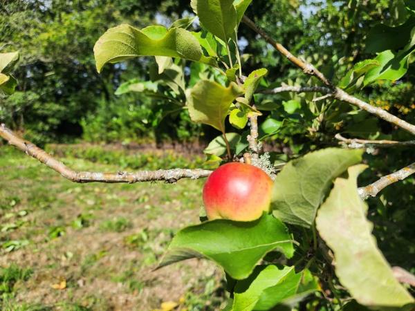 Terreno en Trasanquelos s/n