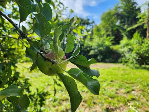Terreno en Trasanquelos s/n