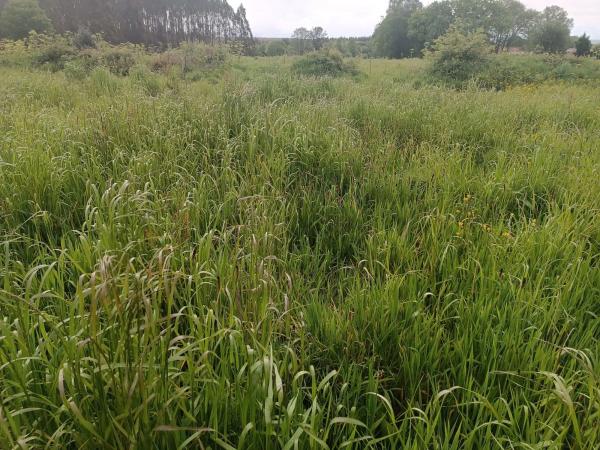 Terreno en Mazarelas, 8