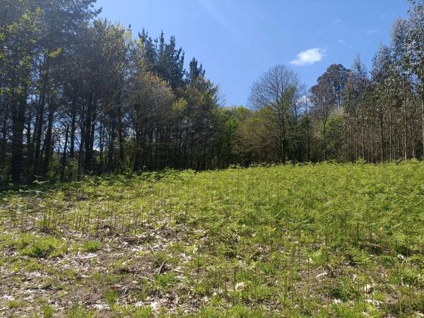 Terreno en Burricios