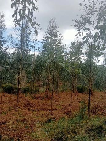 Terreno en Castellana aranga, 27