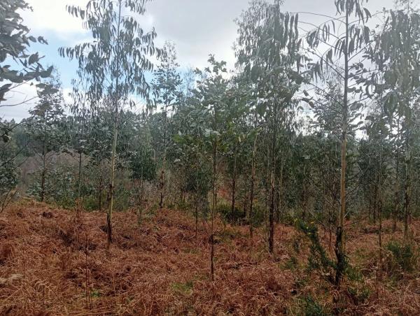 Terreno en Castellana aranga, 27