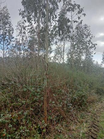 Terreno en Castellana aranga, 27