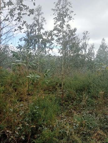 Terreno en Castellana aranga, 27