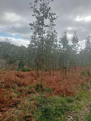 Terreno en Castellana aranga, 27