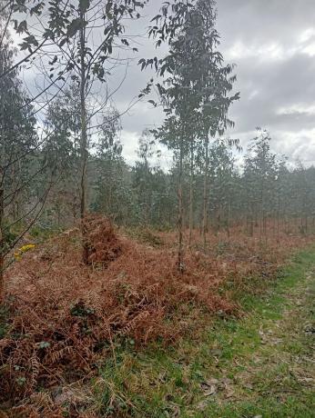 Terreno en Castellana aranga, 27