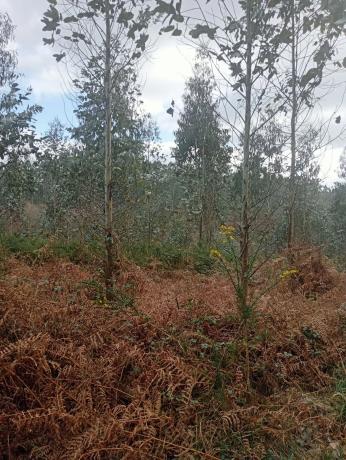 Terreno en Castellana aranga, 27