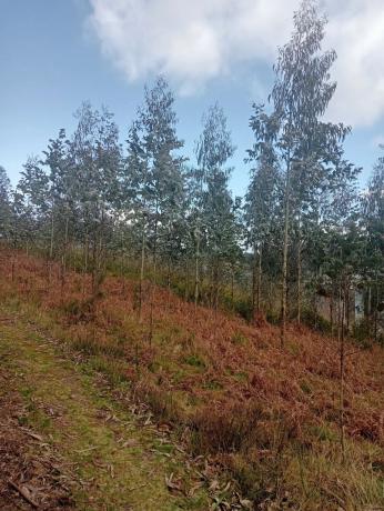 Terreno en Castellana aranga, 27