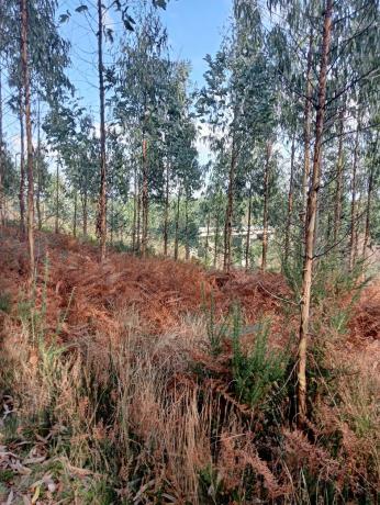 Terreno en Castellana aranga, 27