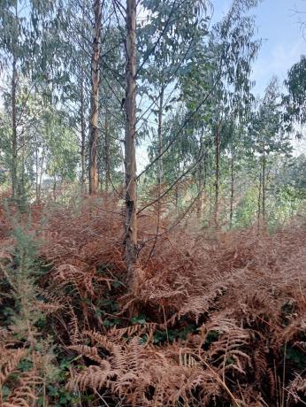 Terreno en Castellana aranga, 27