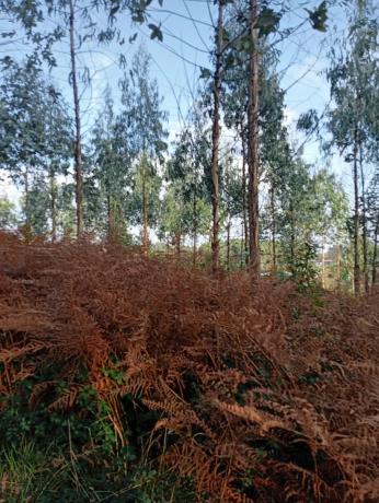 Terreno en Castellana aranga, 27