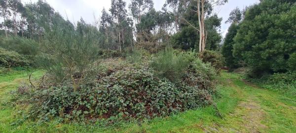 Terreno en cedofeito s/n