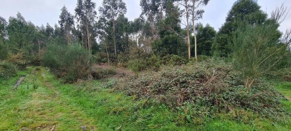 Terreno en cedofeito s/n