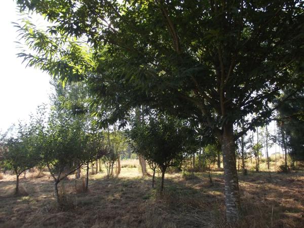 Terreno en Parroquia de Gonzar s/n