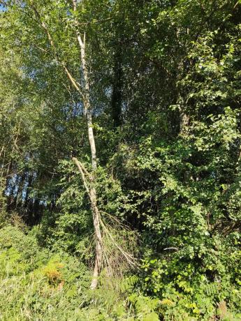 Terreno en sitio da fonte fría, parroquia de san cosme de oines, 85
