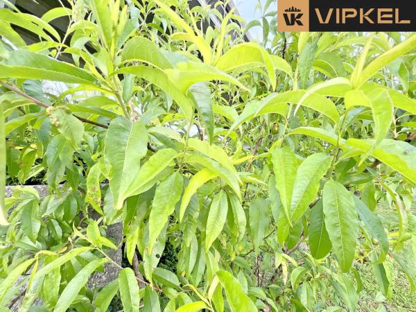 Terreno en Lugar a estación