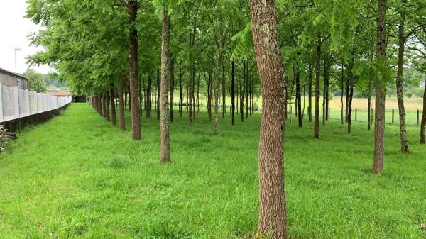 Terreno en cabanas, 550