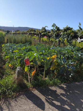Terreno en Lugar Ponte Aldea, 91