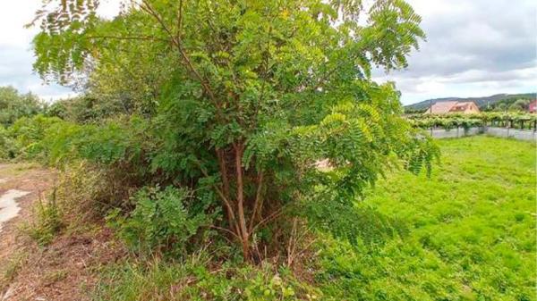 Terreno en avenida Pontecesures s/n None