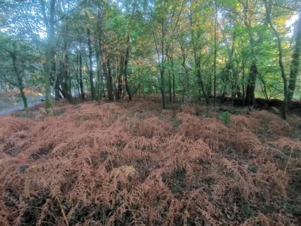 Terreno en Aldea Reino, km 0