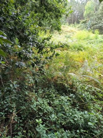 Terreno en eirapedriña s/n