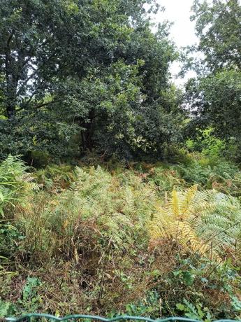 Terreno en eirapedriña s/n