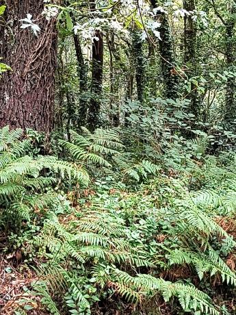 Terreno en eirapedriña s/n