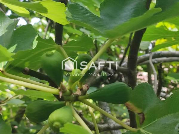 Terreno en Agro da raxeira