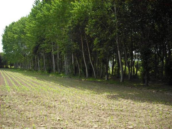 Terreno en Lugar de Seira - Rois s/n Rois