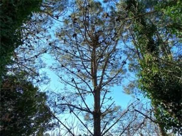 Terreno en Sta Maria de Trasmonte s/n