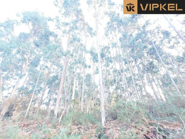 Terreno en calle de san martiño