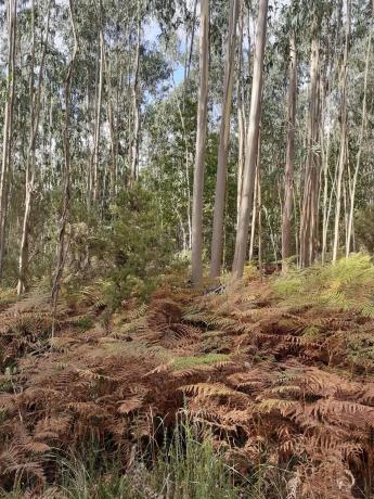 Terreno en Lugar de Castelo s/n Sn