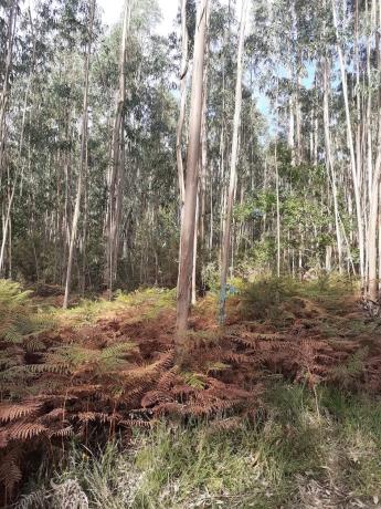 Terreno en Lugar de Castelo s/n Sn