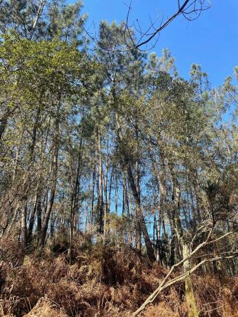 Terreno en Ac-242 (o Xirimbao) s/n