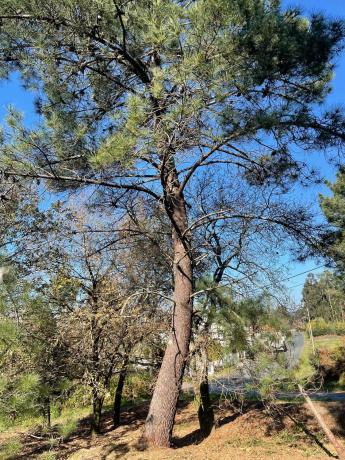 Terreno en As Mimosas s/n