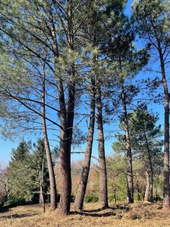 Terreno en As Mimosas s/n