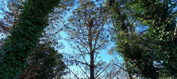 Terreno en trasmonte