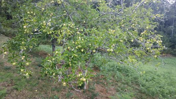 Terreno en soutelo s/n Soutelo